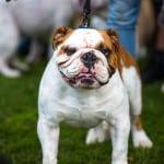 Bulldog Beauty Contest & Pet Adoption Fair