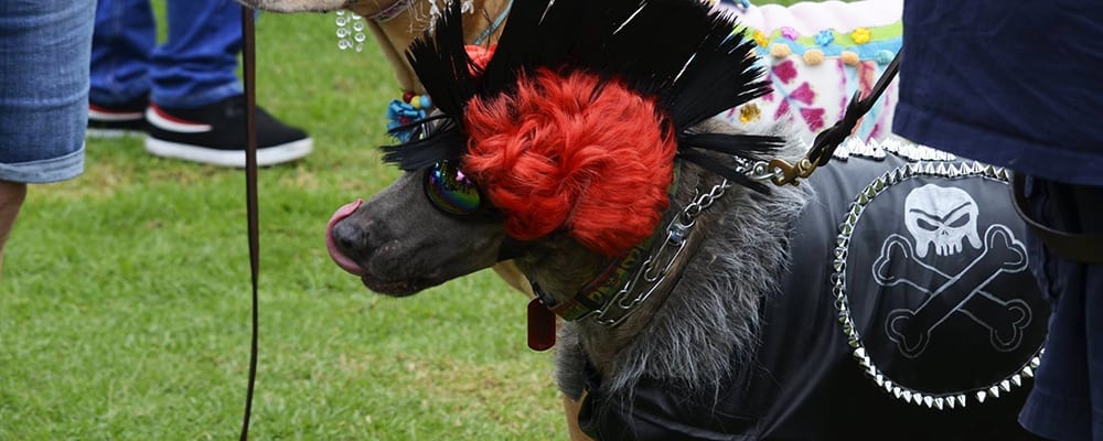 Halloween Costume Parade And Haute Dog Howl’oween Parade