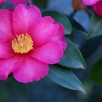 Descanso Gardens' Camellia Celebration