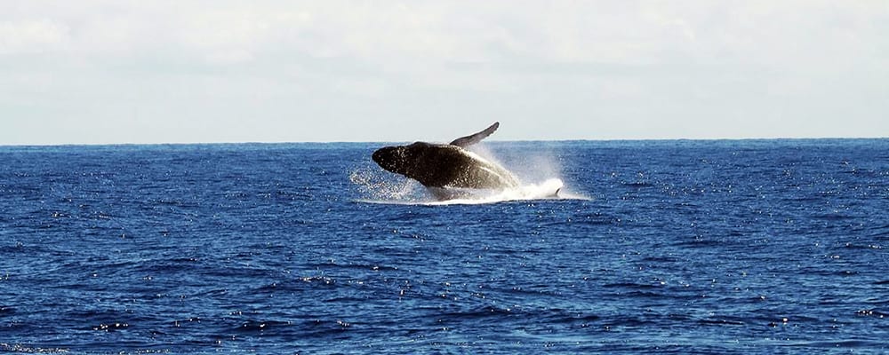 Oxnard Whale Watching Season