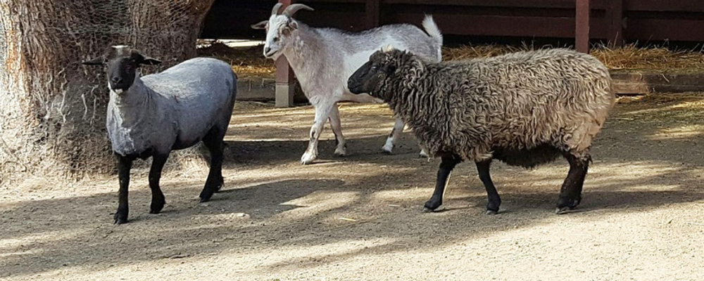 Cool Craft Roundup at the Rancho: Baa Baa Black Sheep