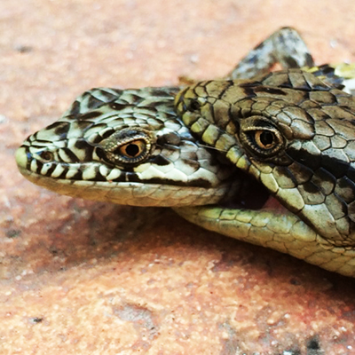 Help the Natural History Museum Study Alligator Lizards in Your Backyard