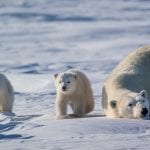 Polar Bears International Webcast: Arctic Food Web Top to Bottom