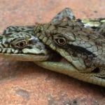 Help the Natural History Museum Study Alligator Lizards in Your Backyard