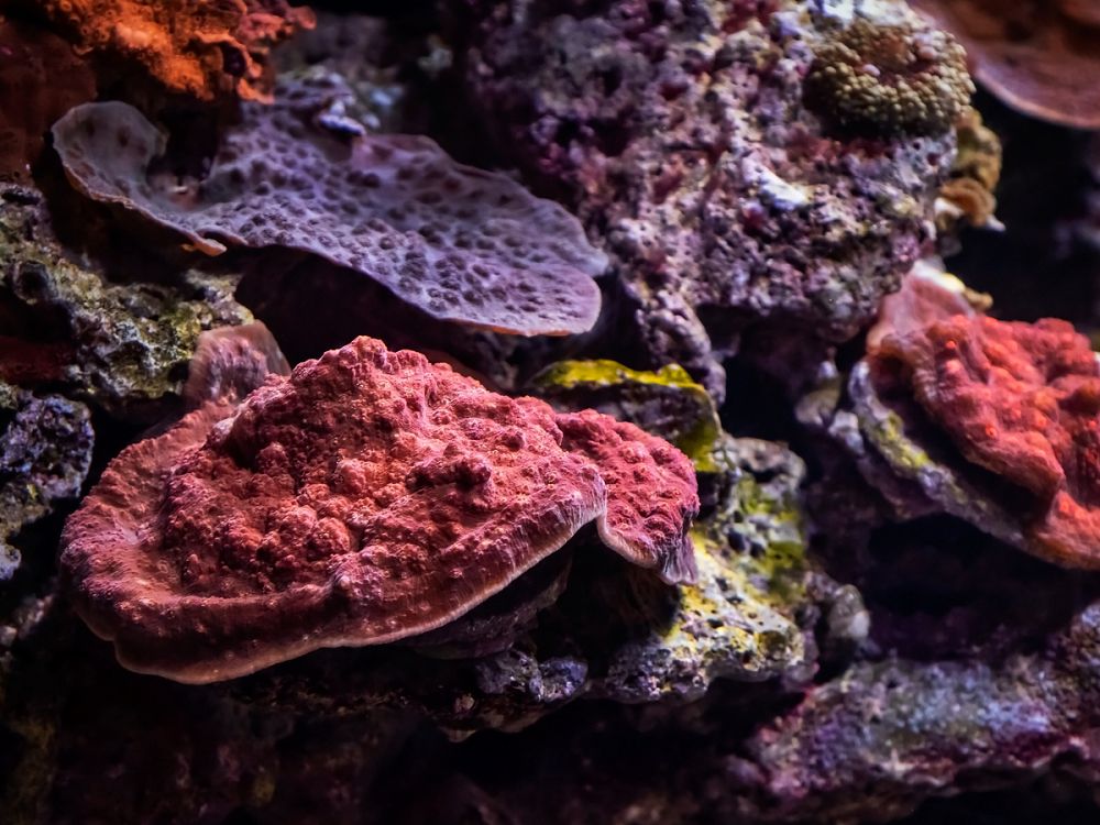 Aquarium of the Pacific Lecture: The Corals You Know and the Corals You Don't
