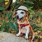 South Coast Botanic Garden Dog Walking Days