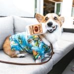 Howl-O-Ween Yappy Hour at A&O Kitchen + Bar