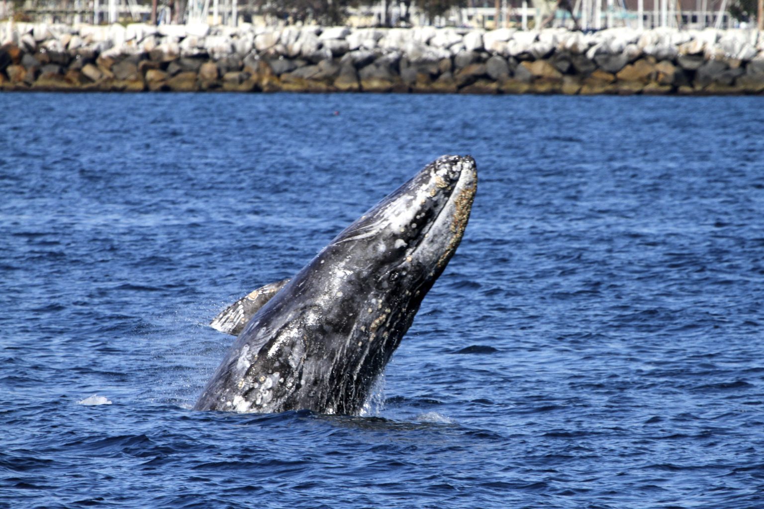 Whale Watching at Dana Point Harbor - L.A. Parent