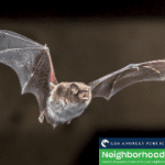 Neighborhood Science Tuesdays: Backyard Bats