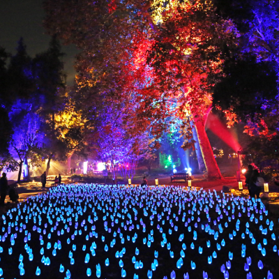 Enchanted Forest of Light at Descanso Gardens