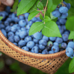 Pick Your Own Blueberries