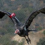Animal Matters: L.A. Zoo's California Condor Conservation Project