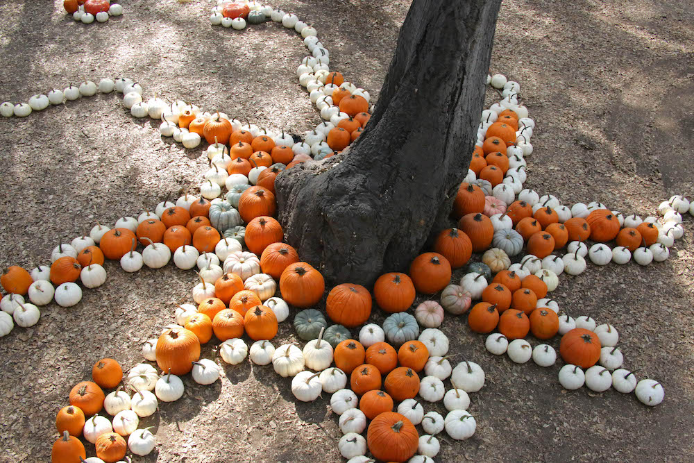 Pumpkin carving, reggae festival among Halloween festivities this weekend  in Baja
