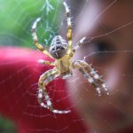 Family Nature Club – Spiders