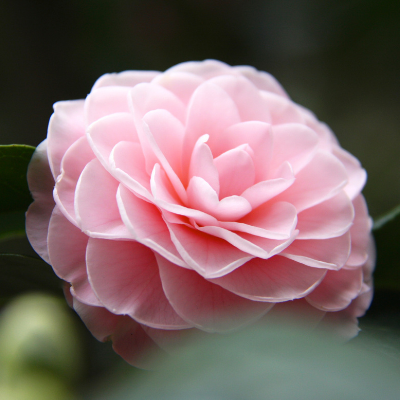 What Blossoms: A Poetic Celebration of Camellias