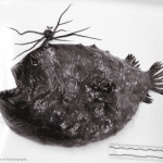 Pacific Footballfish specimen on display