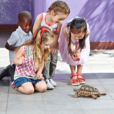 Turtles and Tortoises at Janss Marketplace
