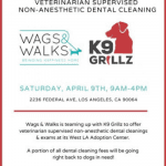 Wags and Walks x K9 Grillz Non-Aesthetic Dental Cleaning