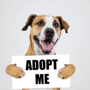 A brown and white dog holds a sign that reads "ADOPT ME."