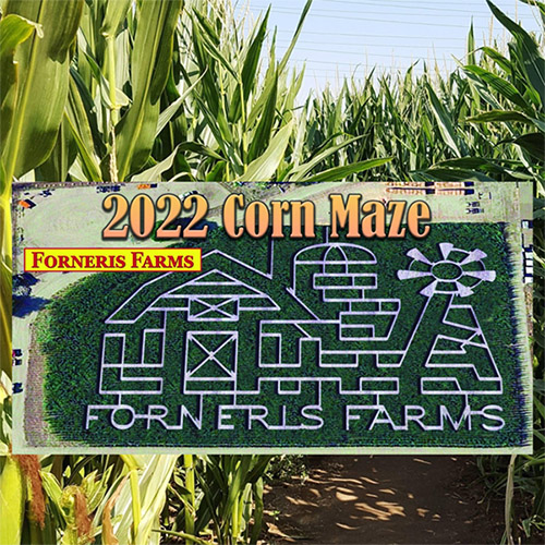 Corn Maze and Pumpkin Patch