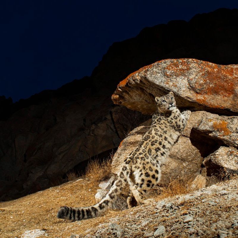 National Geographic Live: Wild Cats Revealed
