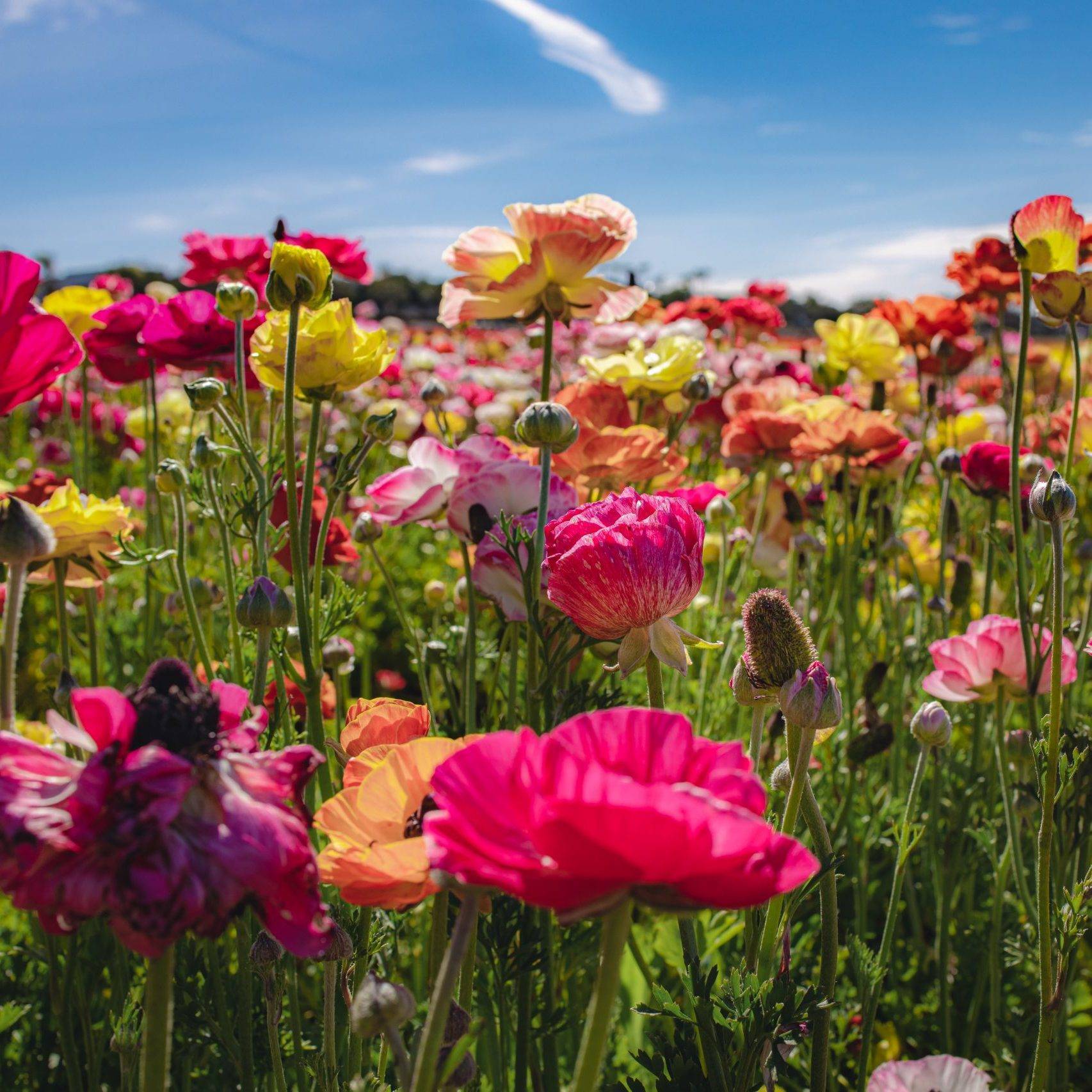 5-socal-destinations-to-experience-spring-blooms-l-a-parent