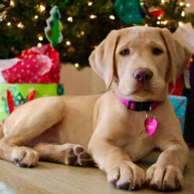 A blondish-brown puppy sits in front of a Christmas tree.