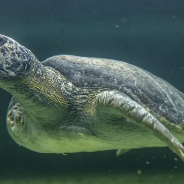 Rescued green sea turtle recovering at Aquarium of the Pacific rehabilitation center