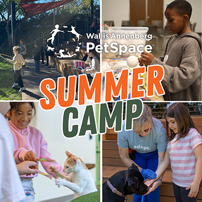 PetSpace Summer Camp