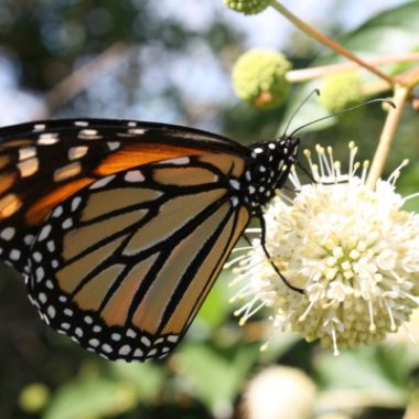 Butterfly on plant
