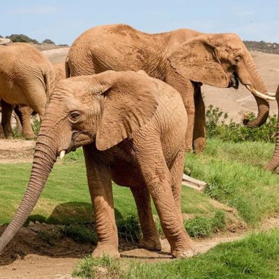 African elephants roaming Elephant Valley at San Diego Zoo Safari Park live cam